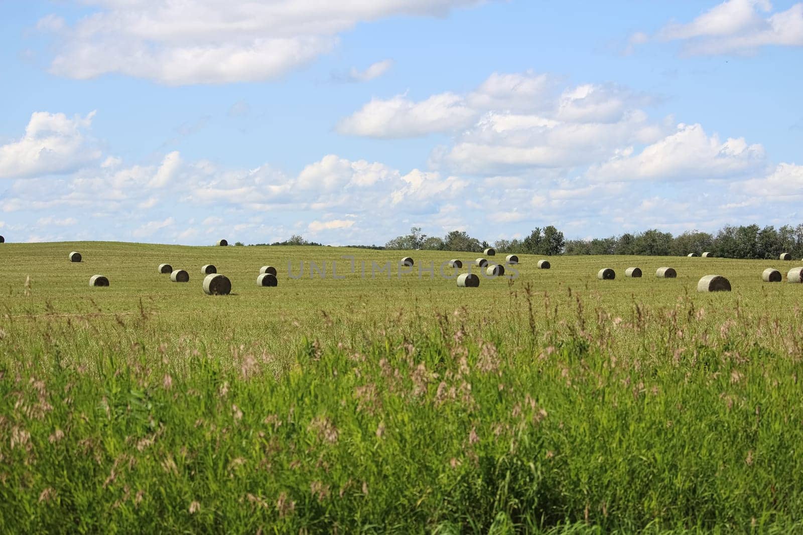 View of hay bales in a field during the summer.