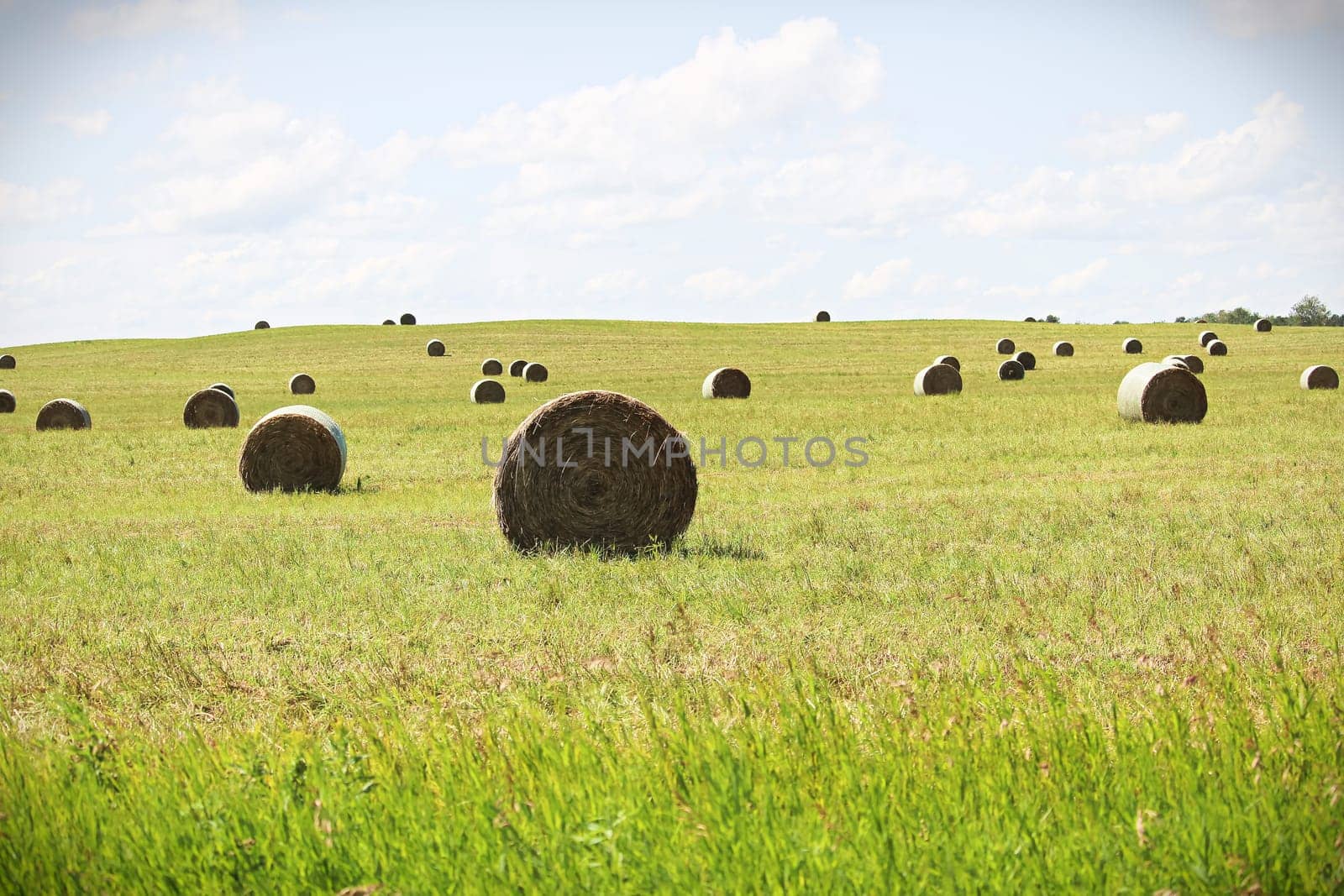 An open field of round hay bales.