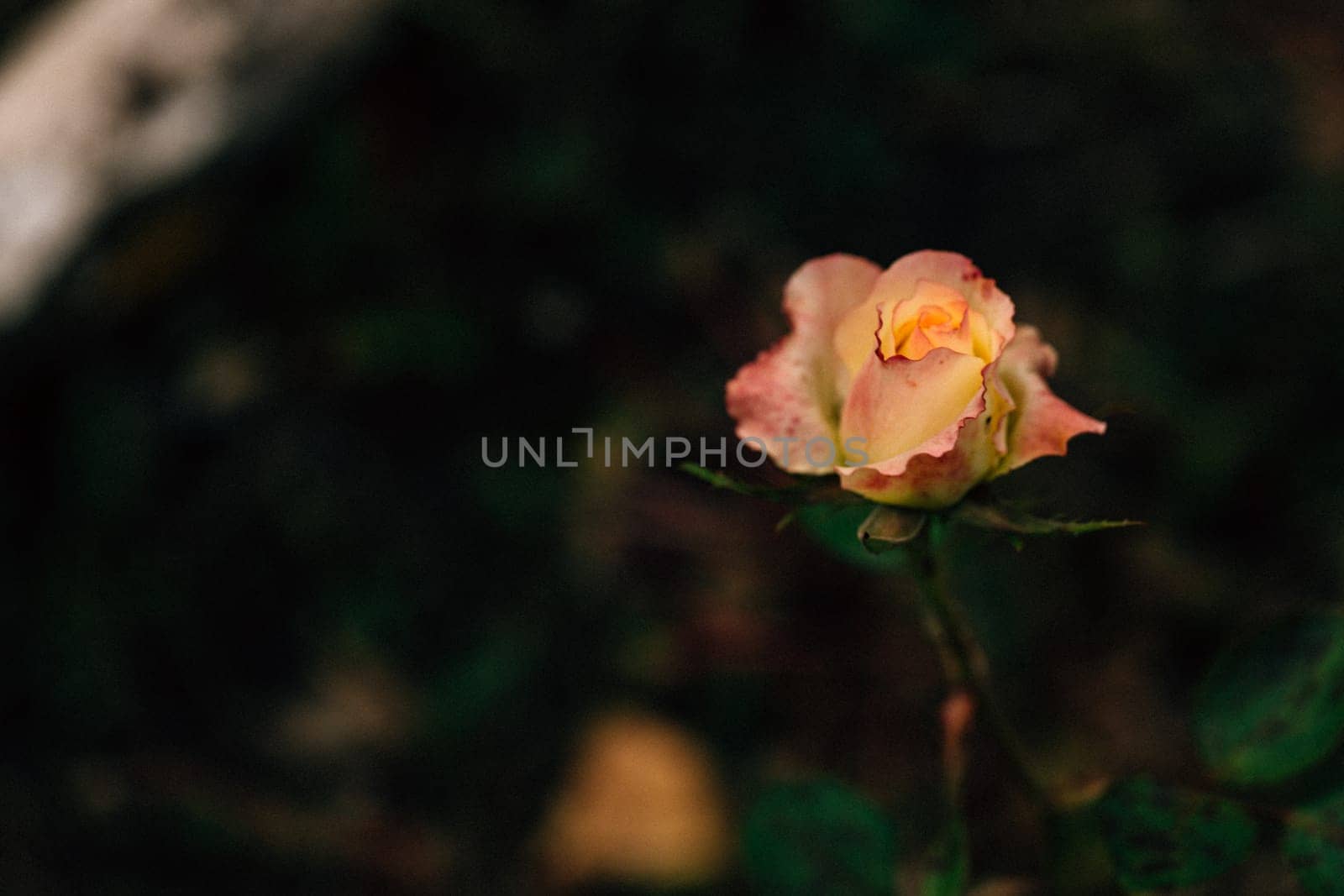 beautiful little rose closeup in the garden.