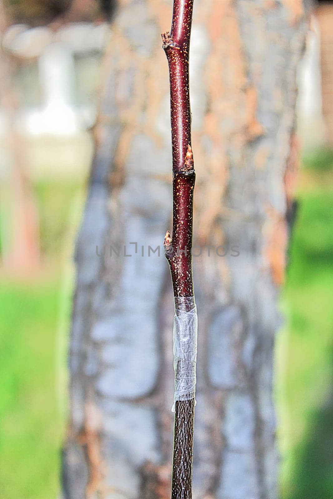 Closeup of a taped graft with a older tree in the background.