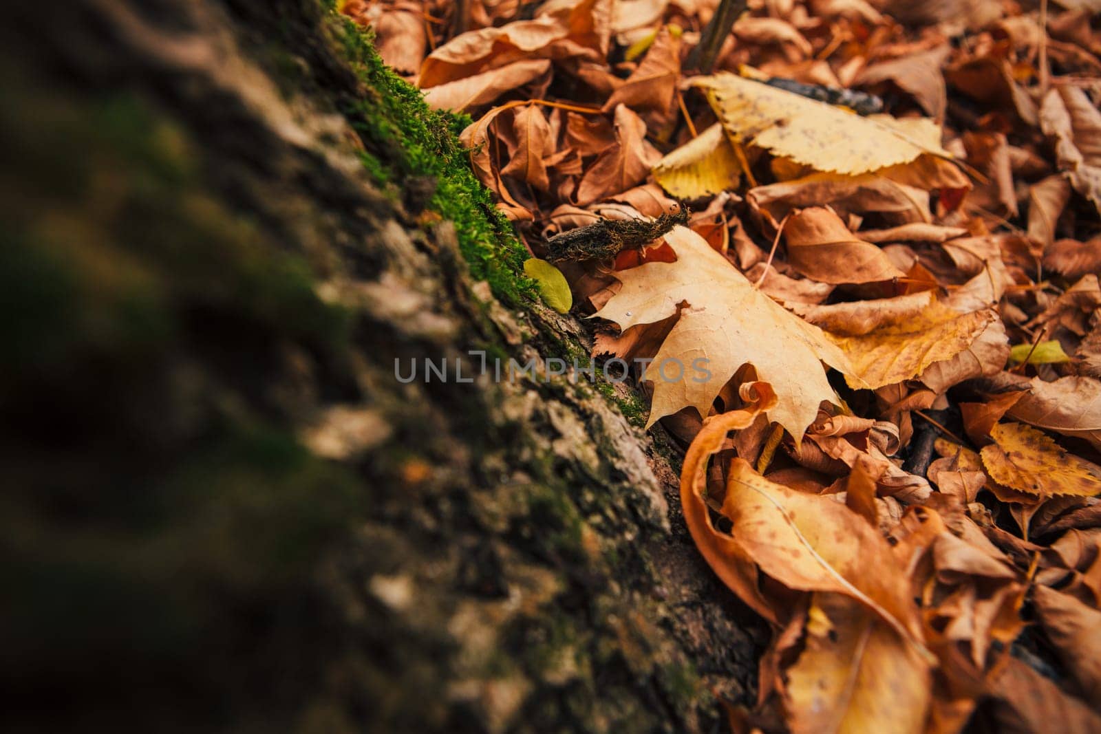green moss on autumn trees close up.