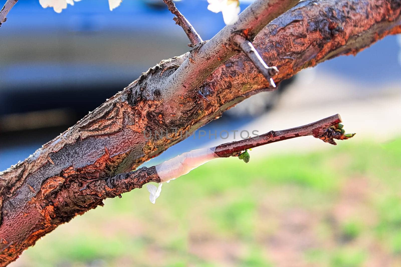 A taped graft on a tree starting to bud.