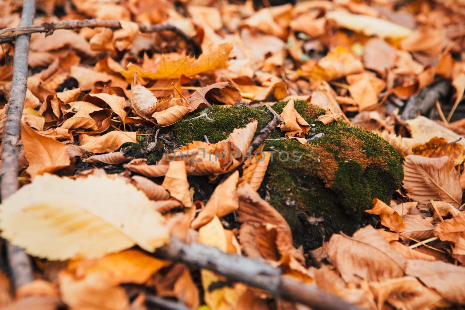 colorful red orange autumn leaves close up.
