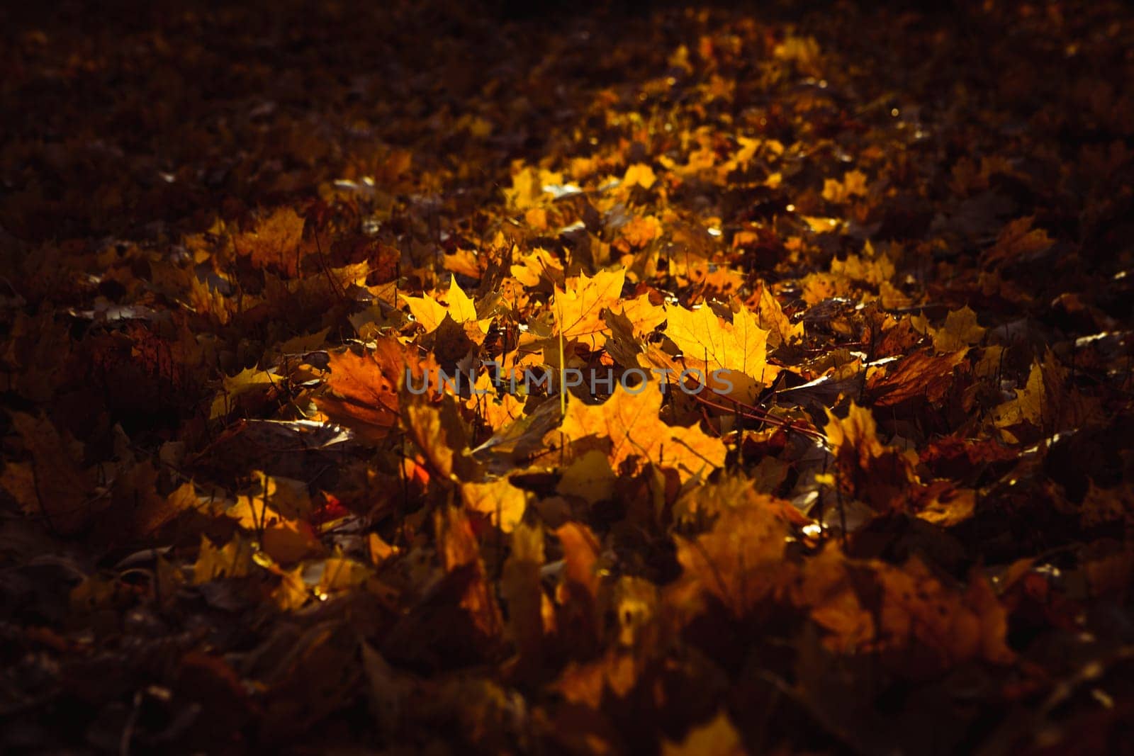 Orange yellow tree leaf forest autumn beauty nature.