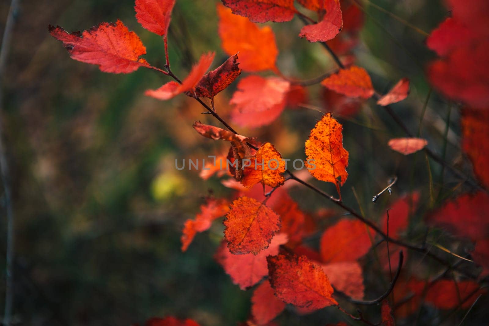 Red leaves in forest on blurred background.