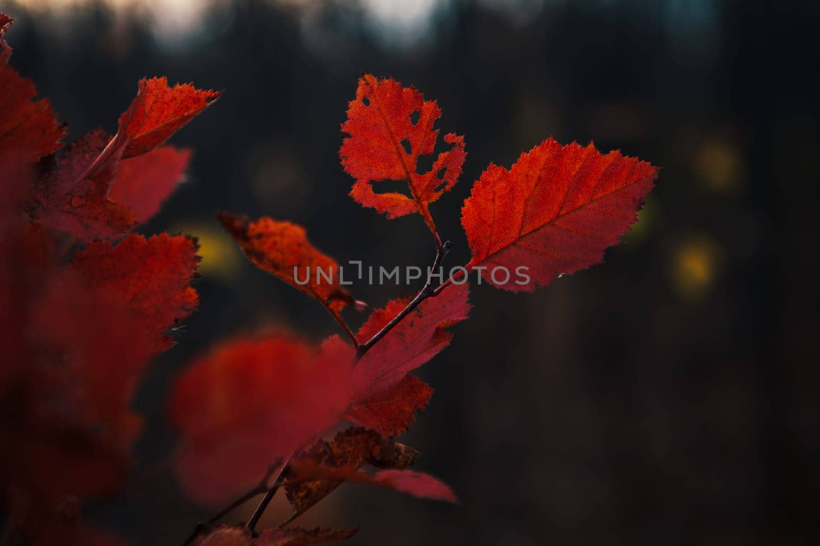 Red leaves in forest on blurred background.