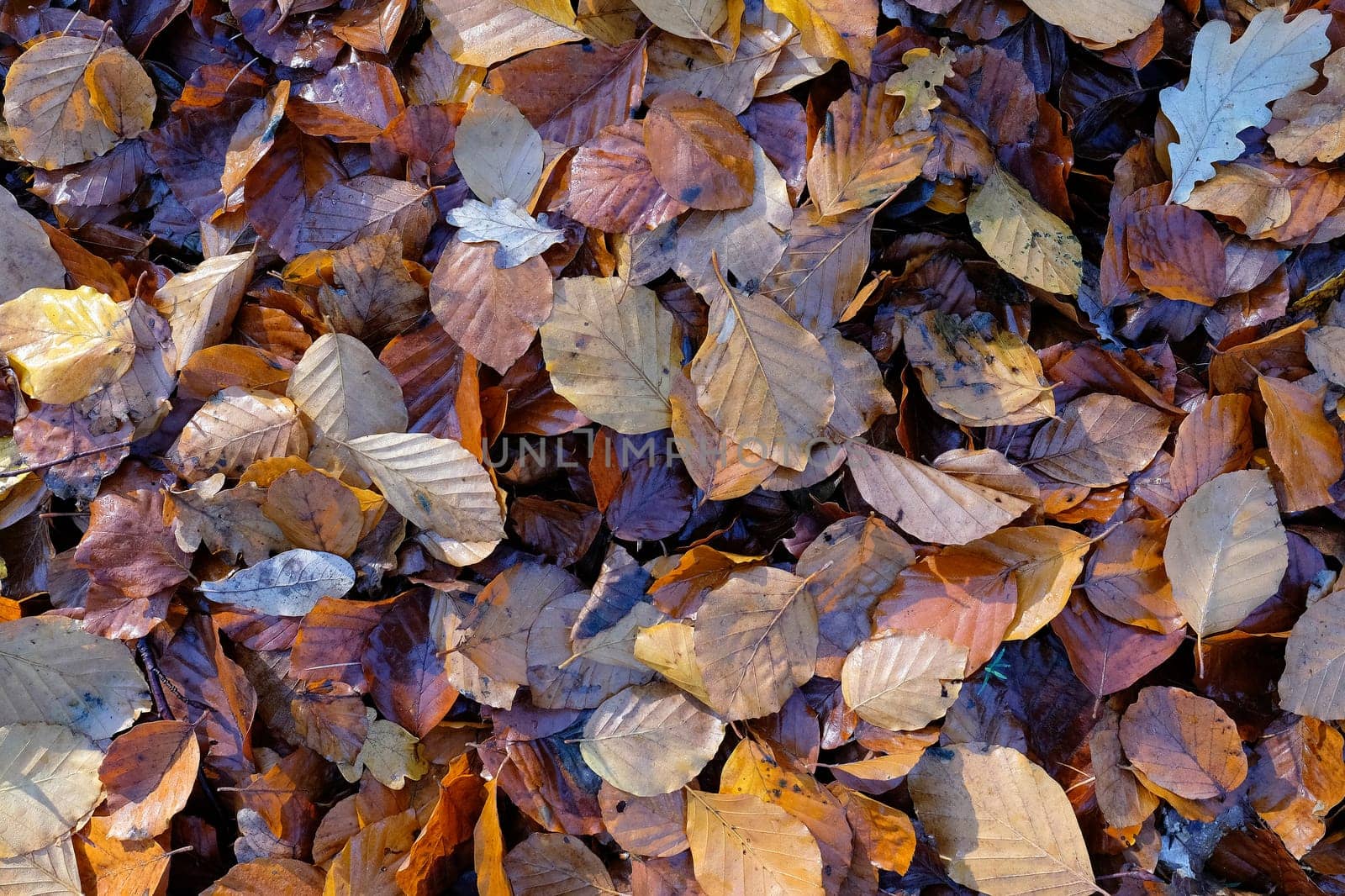 Moist autumn leaves as a texture or background - detailed shot