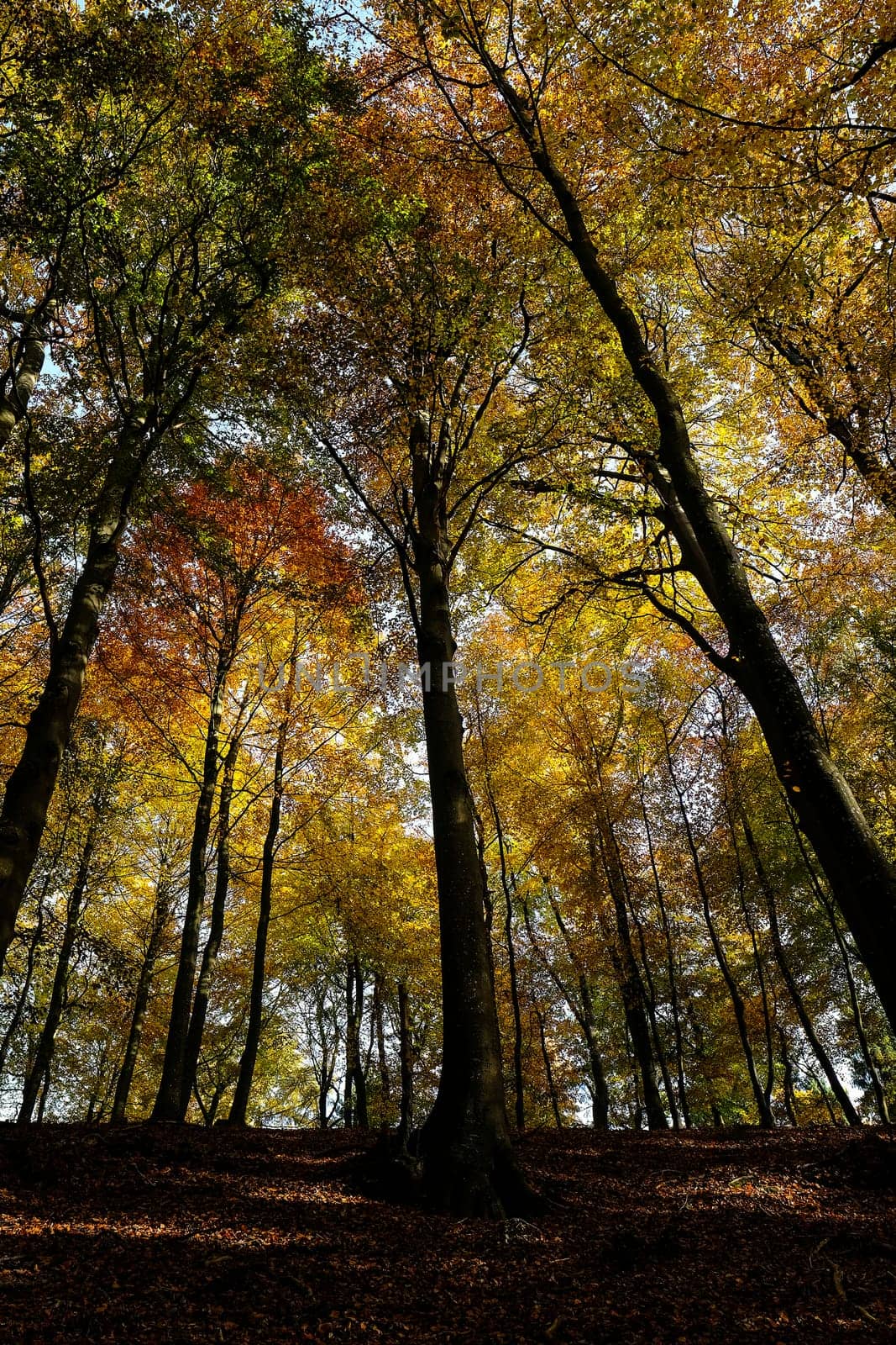 Deciduous forest in autumnal colors - view of the treetops