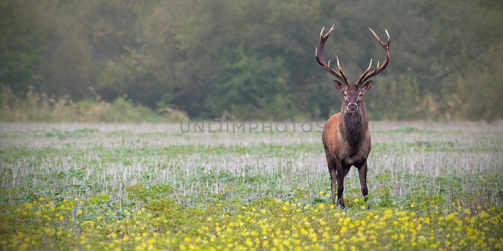 Red deer, cervus elaphus, stag on a field with wildflowers. Panoramatic composition with space for copy. Wild animal in nature.