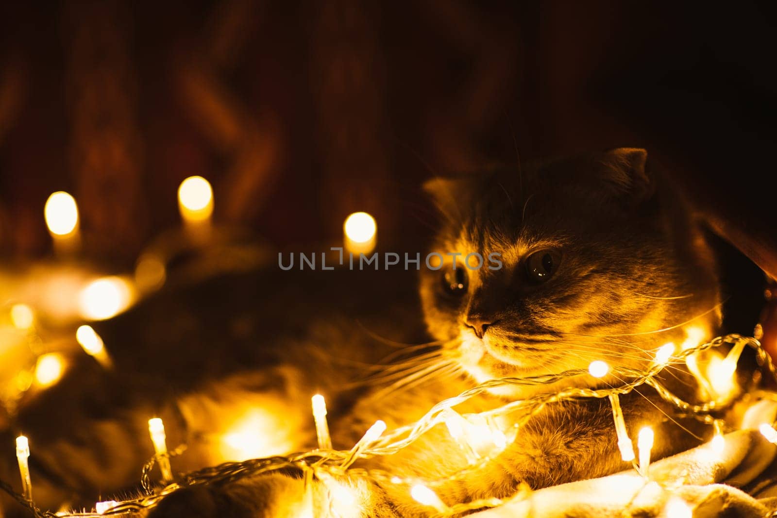 Scottish cat with Christmas lights on sofa.
