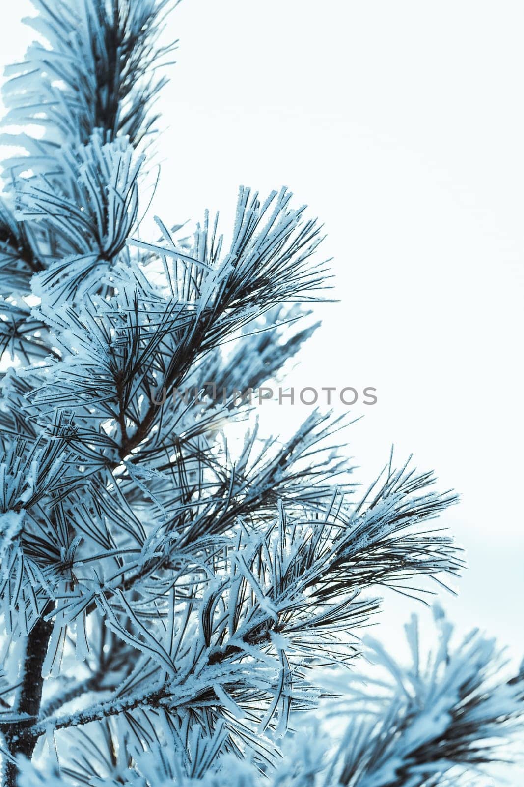 frozen spruce in hoarfrost in winter afternoon.