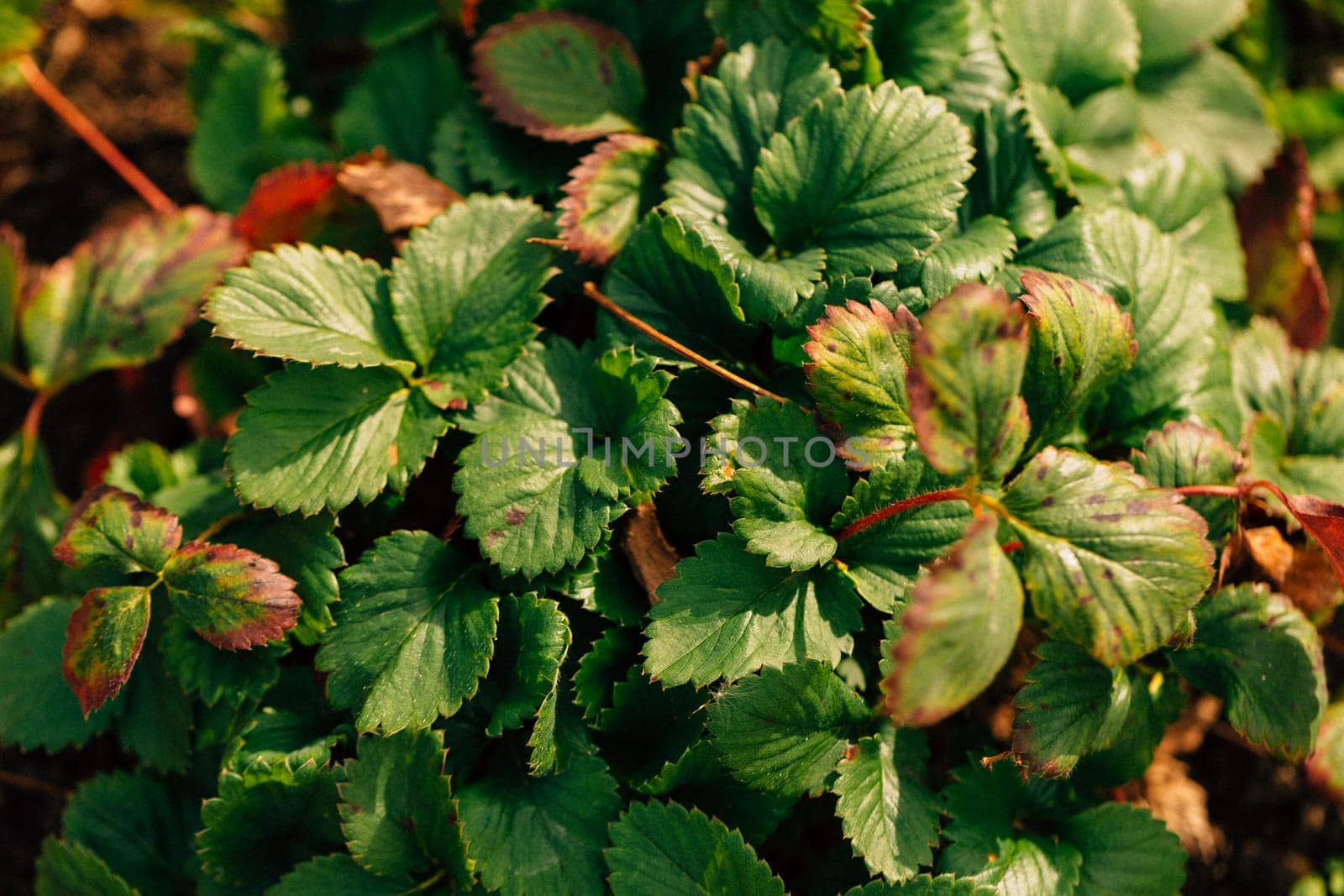 colorful dark green autumn leaves close up.