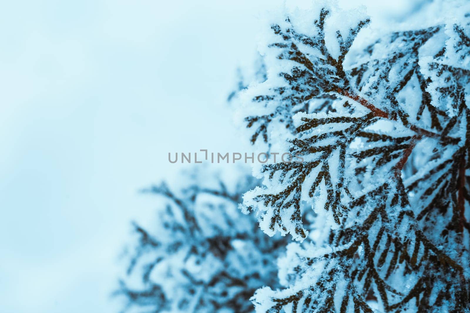 winter dark green larch branches in the snow close up.