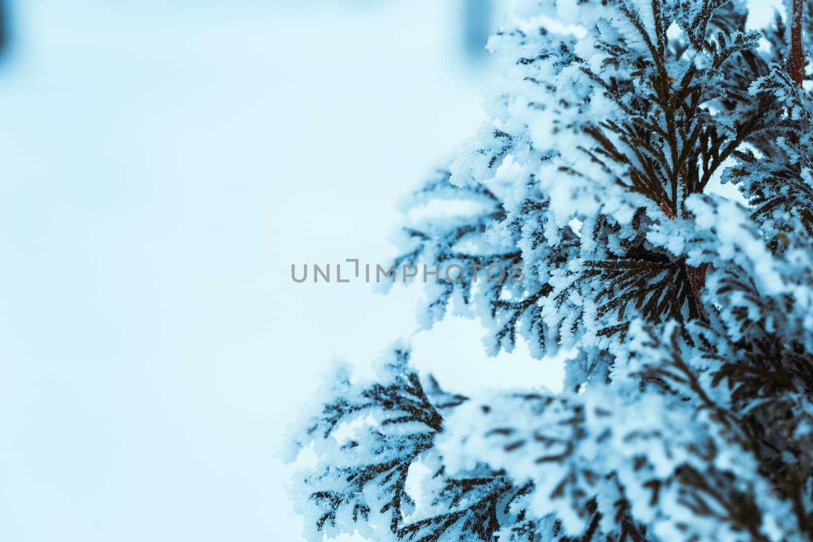 winter dark green larch branches in the snow close up.