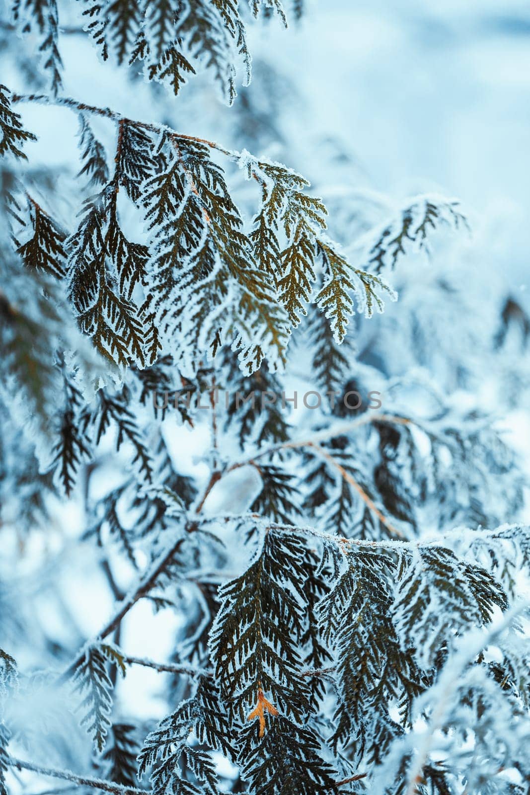 winter light dark green larch branches in the snow.