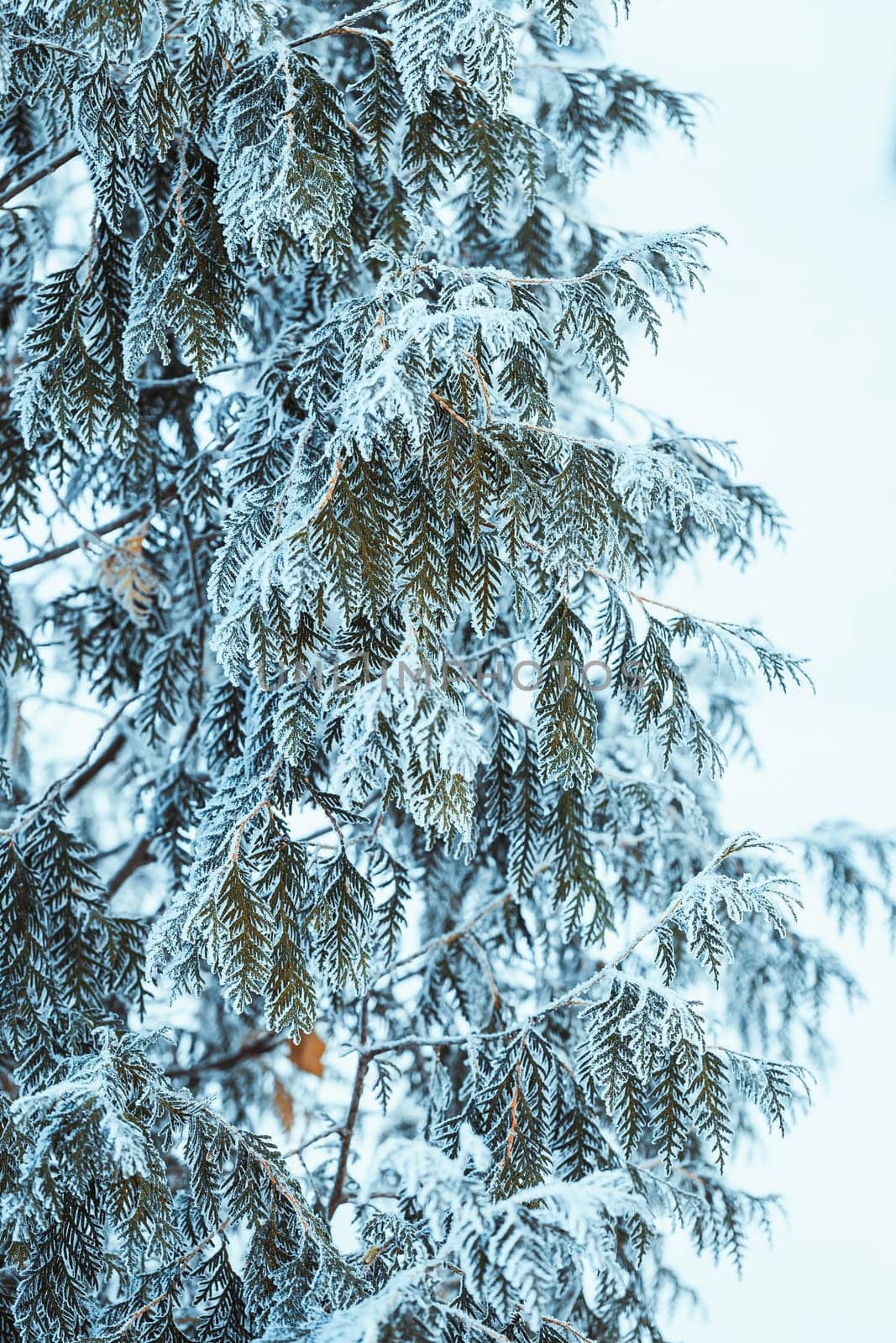 winter light dark green larch branches in the snow.