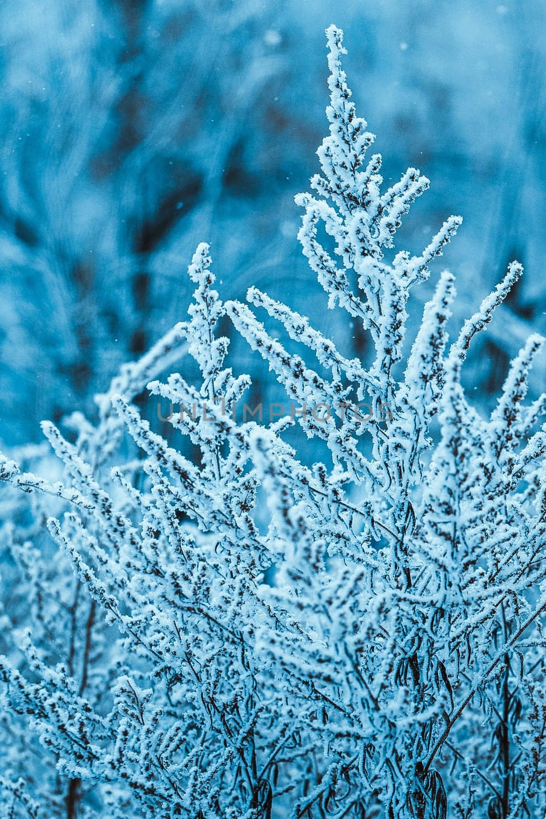 branches in the snow during the day.