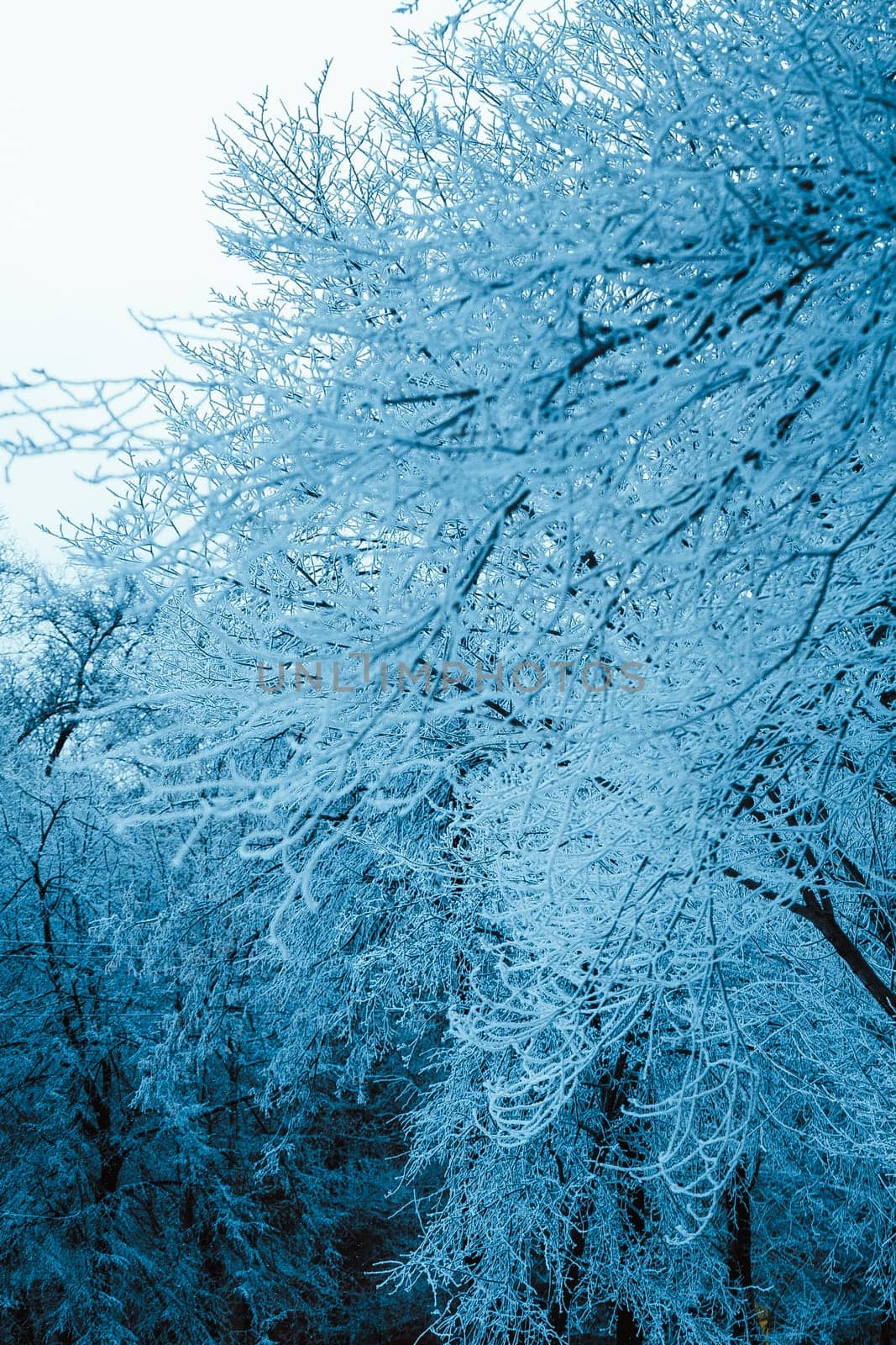 winter forest and branches in the snow during the day.