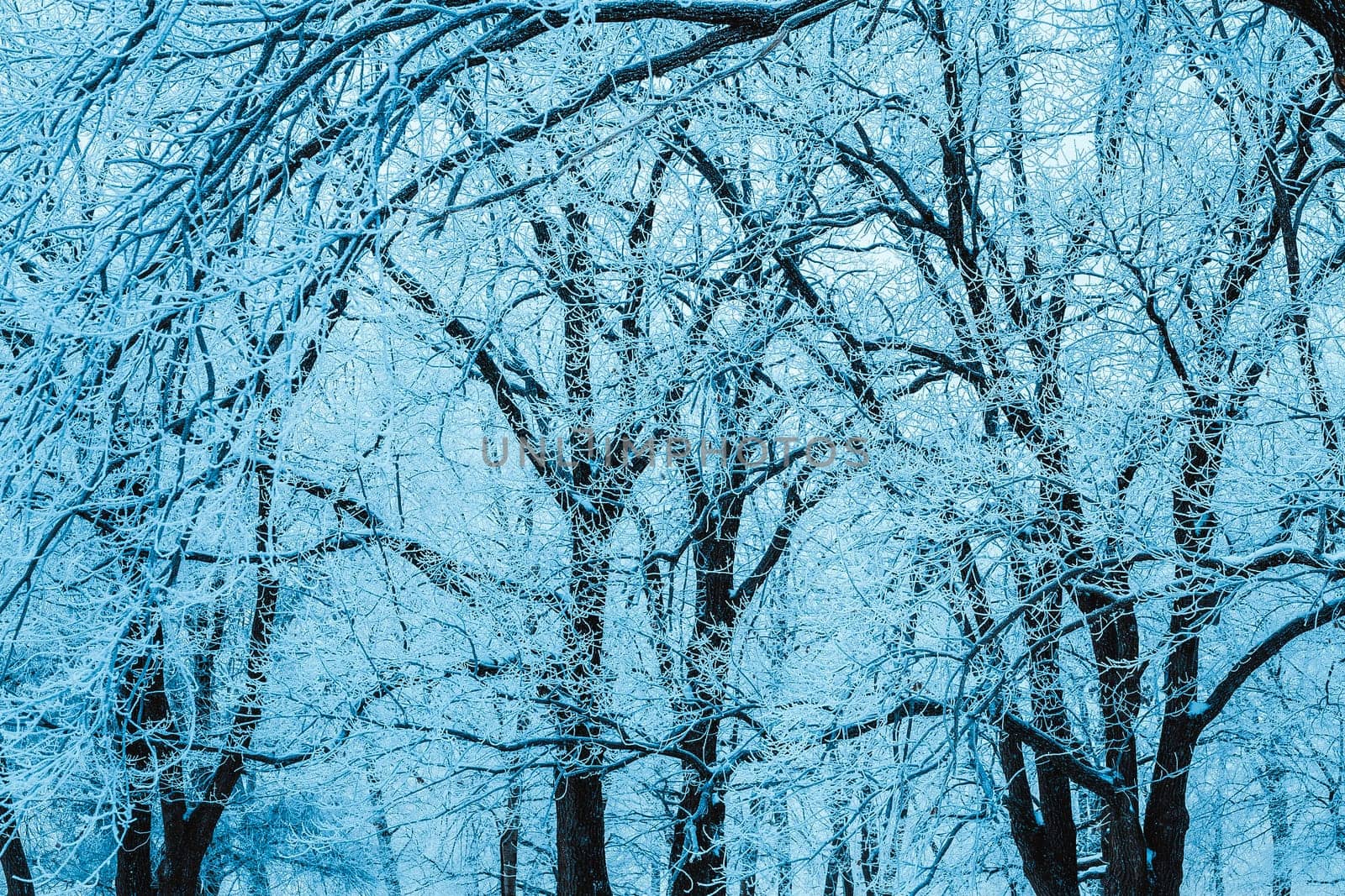 winter forest and branches in the snow during the day.