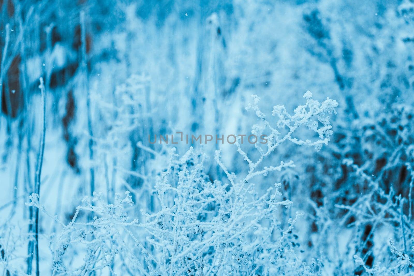 frozen plants in hoarfrost in winter afternoon.