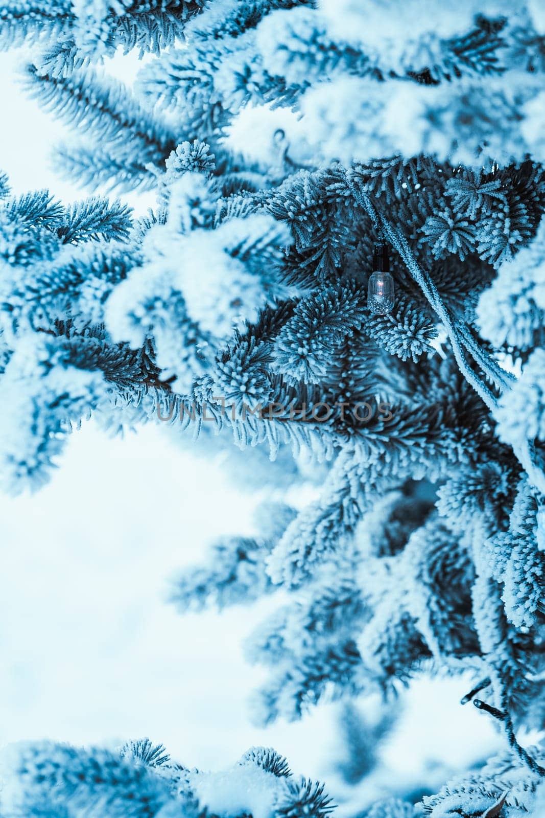 frozen spruce in hoarfrost in winter afternoon.