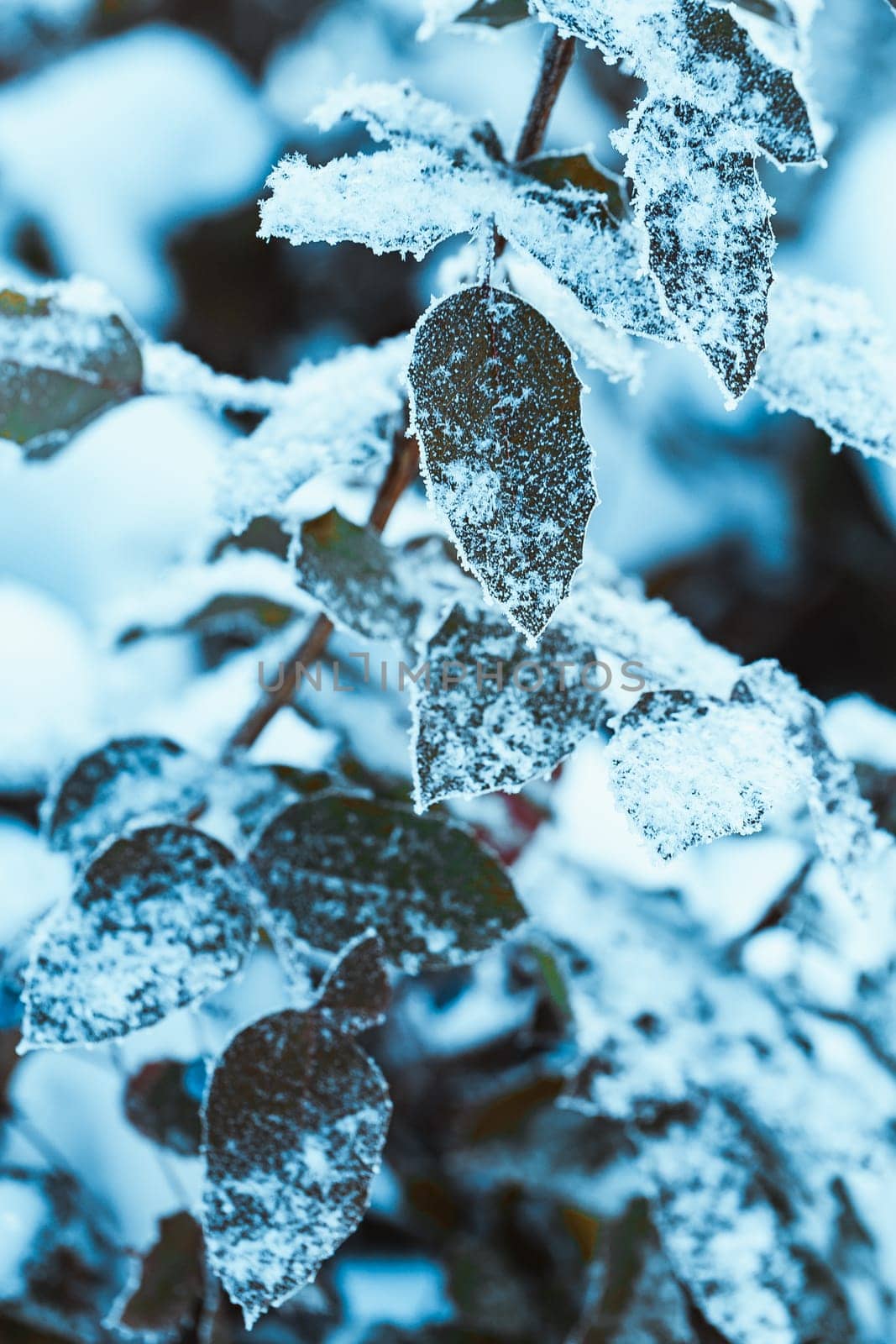 barberry close up branches in the snow.