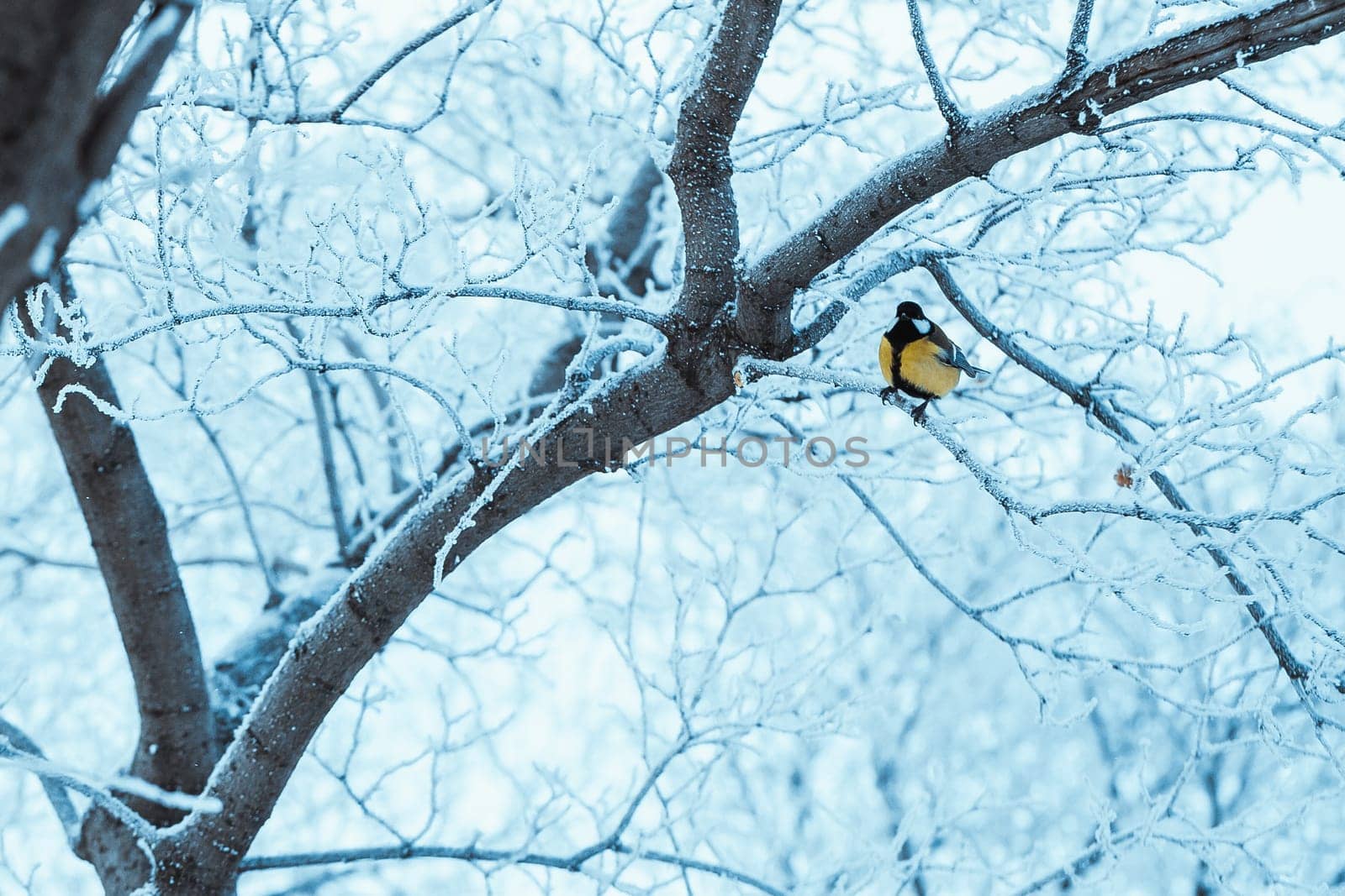 little tit sits on a tree branch in winter.