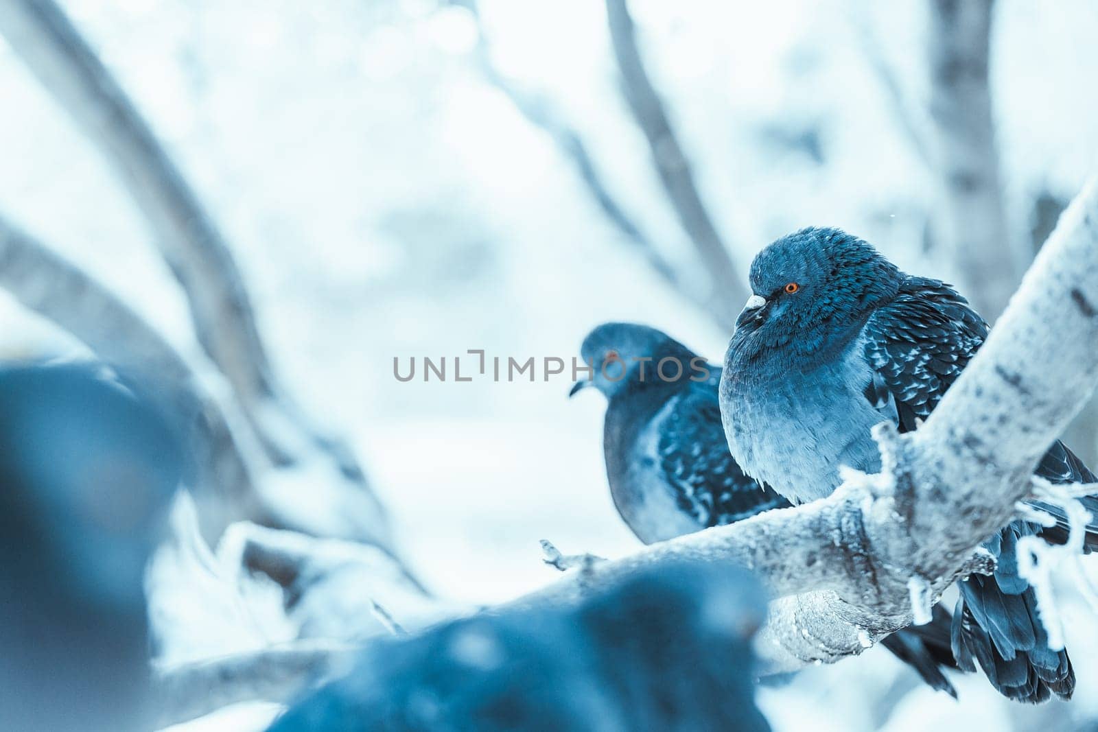 pigeons sitting hunched on a branch in the winter day.
