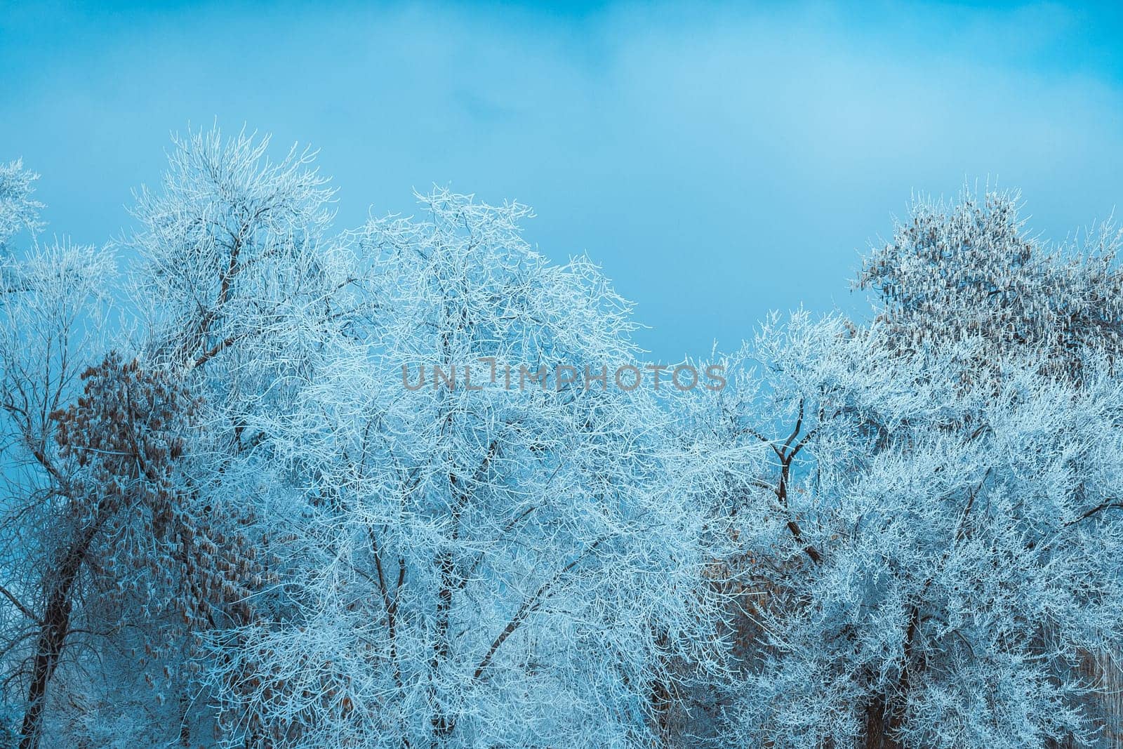 white winter forest on blue sky background.