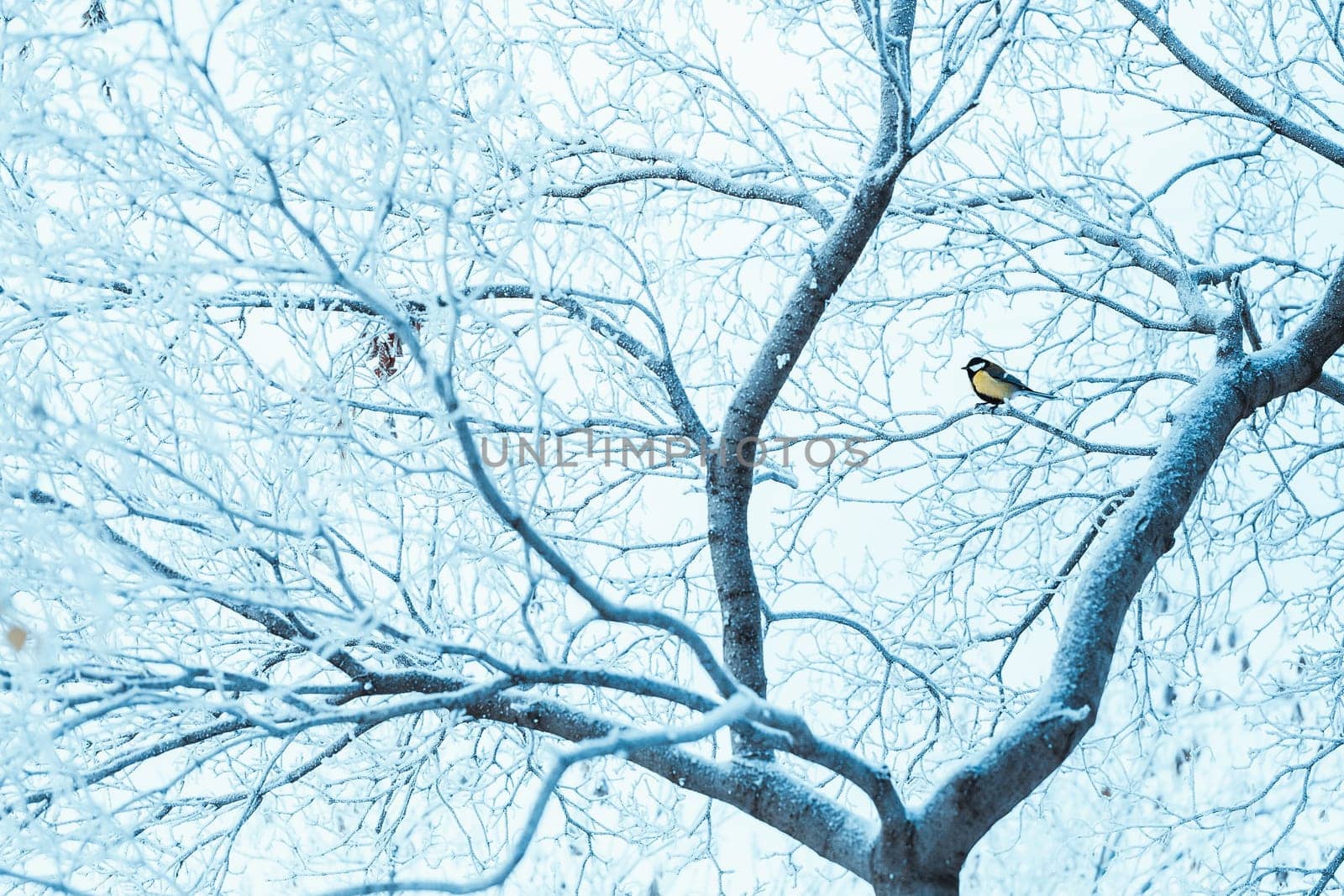 little tit sits on a tree branch in winter.