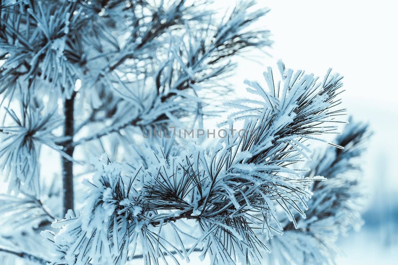 frozen spruce in hoarfrost in winter afternoon.