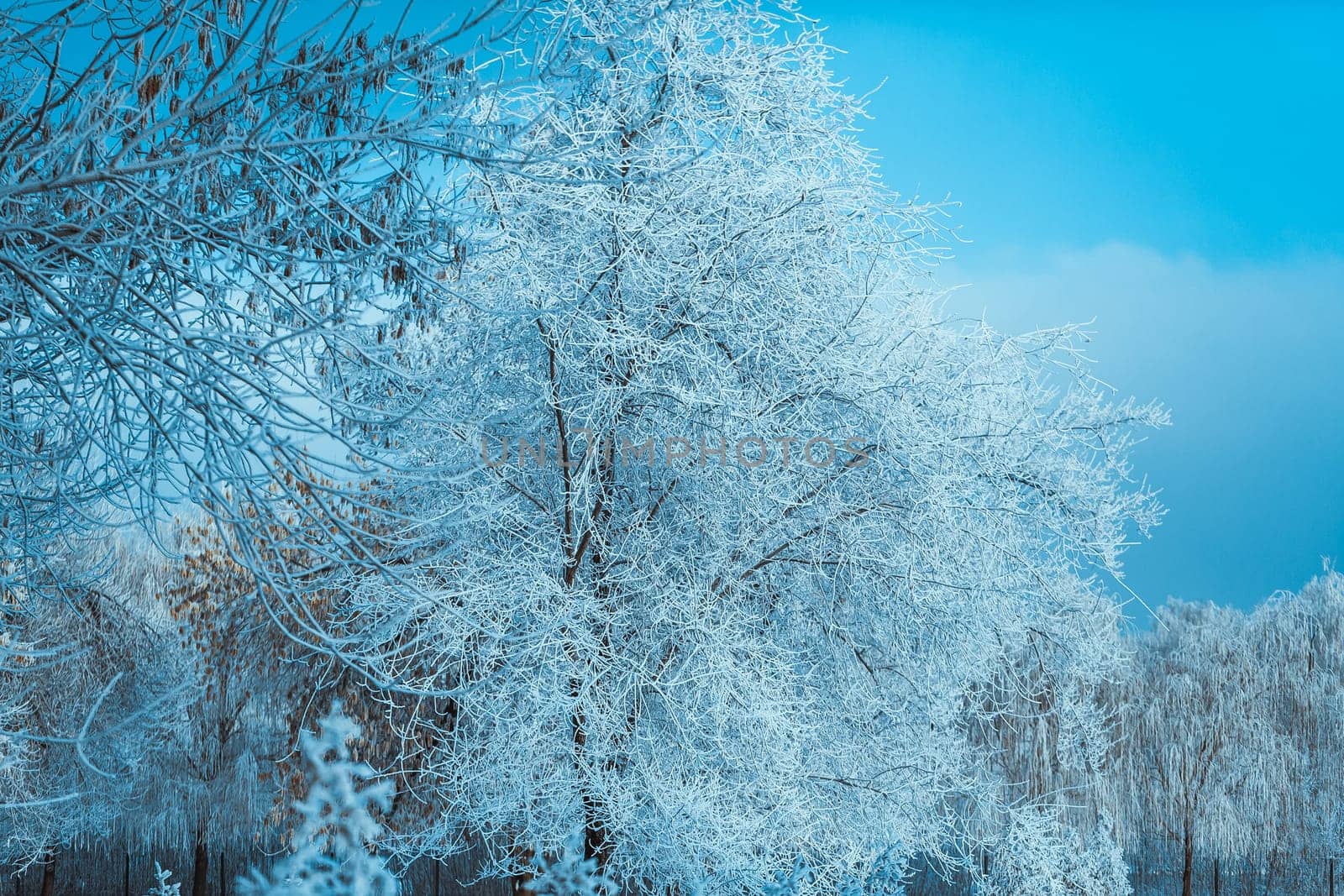 white winter forest on blue sky background.