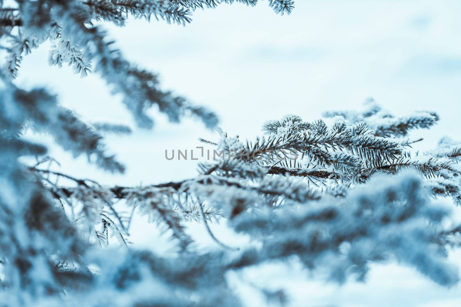 frozen spruce in hoarfrost in winter afternoon.