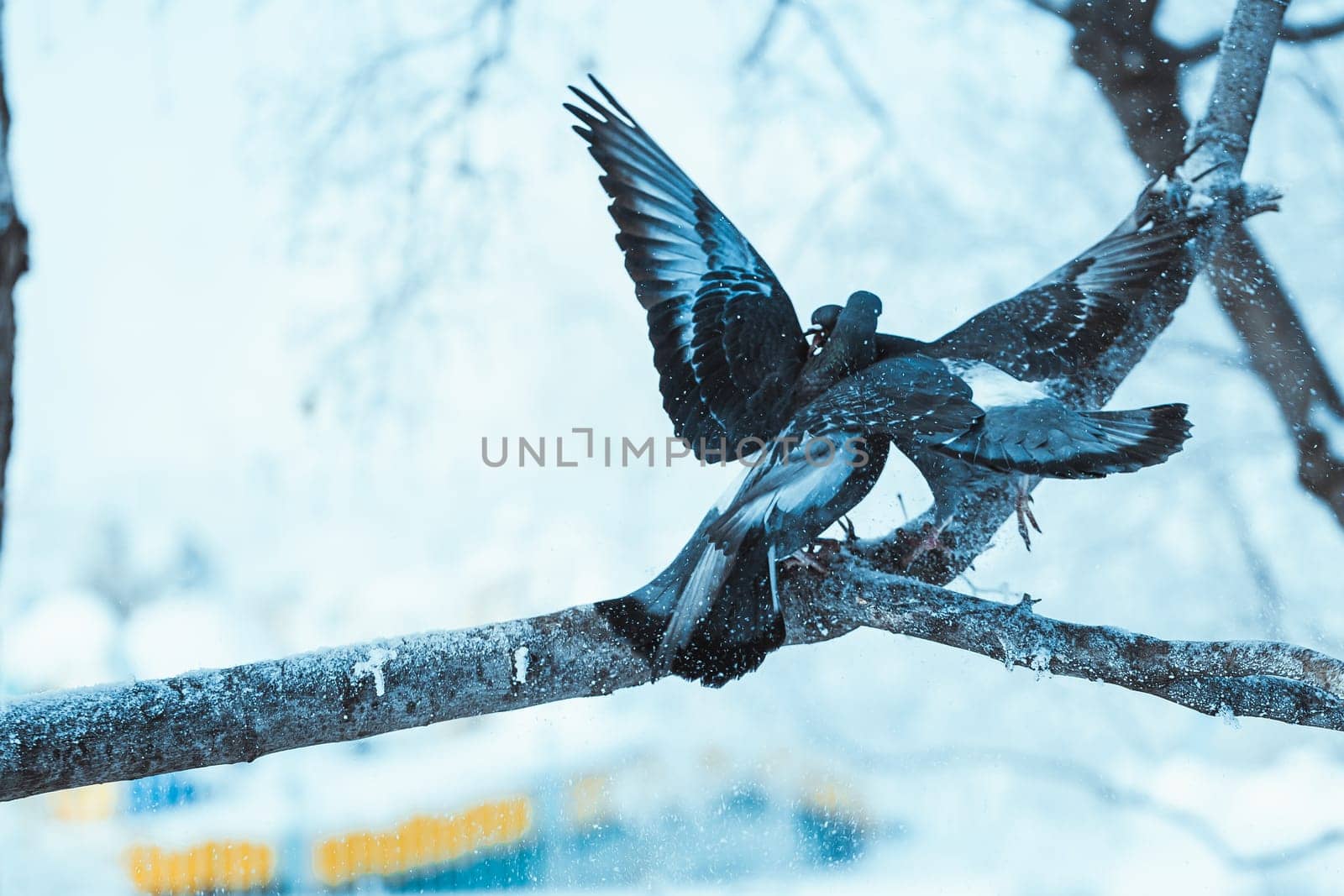 pigeons kiss on a branch in the winter afternoon.