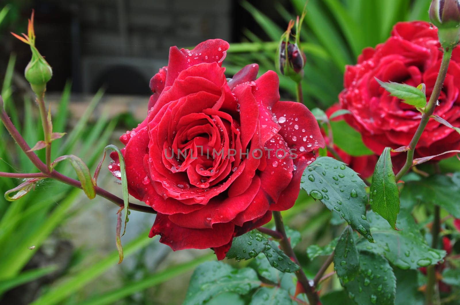 Red roses after the rain flowers background.