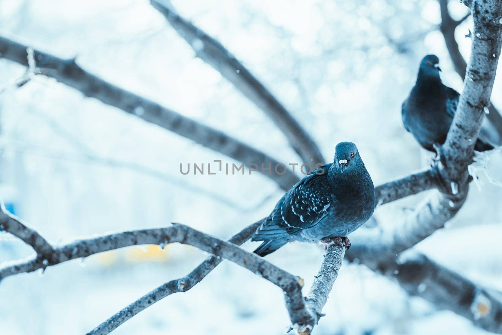 pigeons sitting hunched on a branch in the winter day.