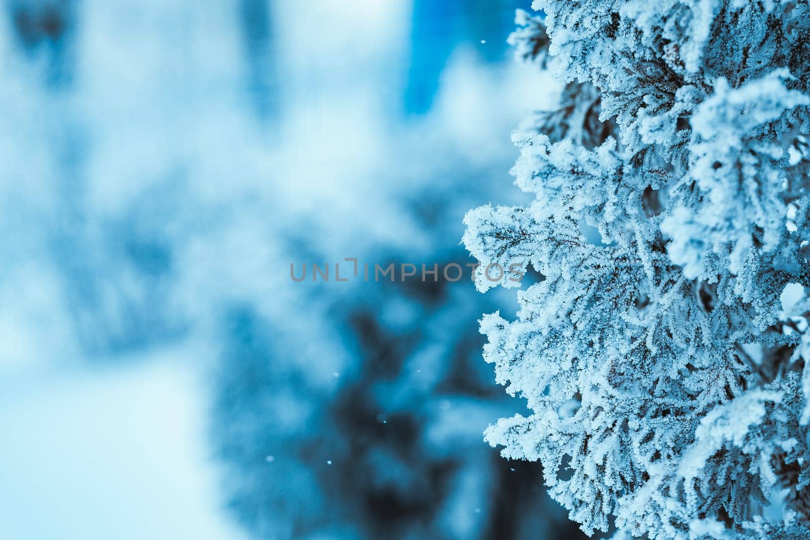 winter light dark green larch branches in the snow.