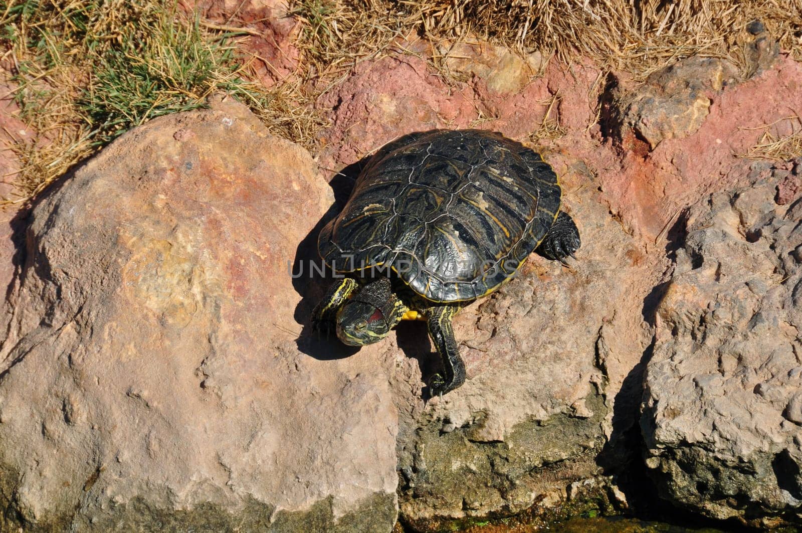 Red eared slider turtle climbing on rocks. Amphibian reptile animal in natural environment.