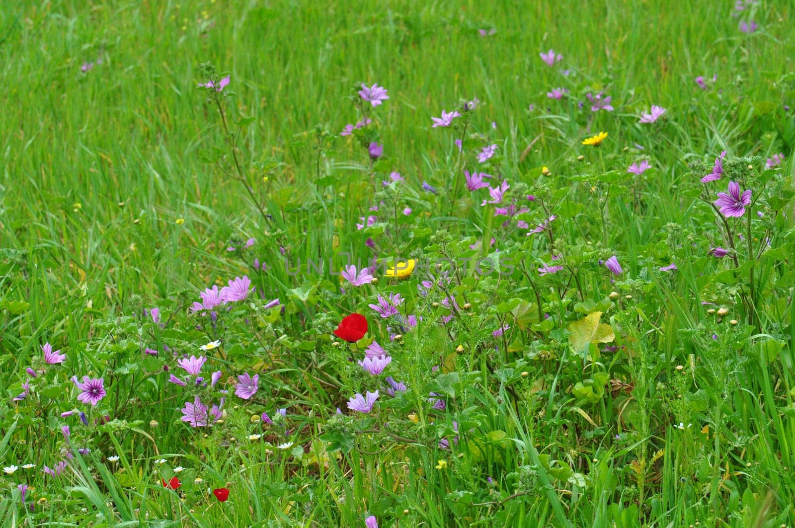 Spring vegetation wild flowers and grass abstract background.