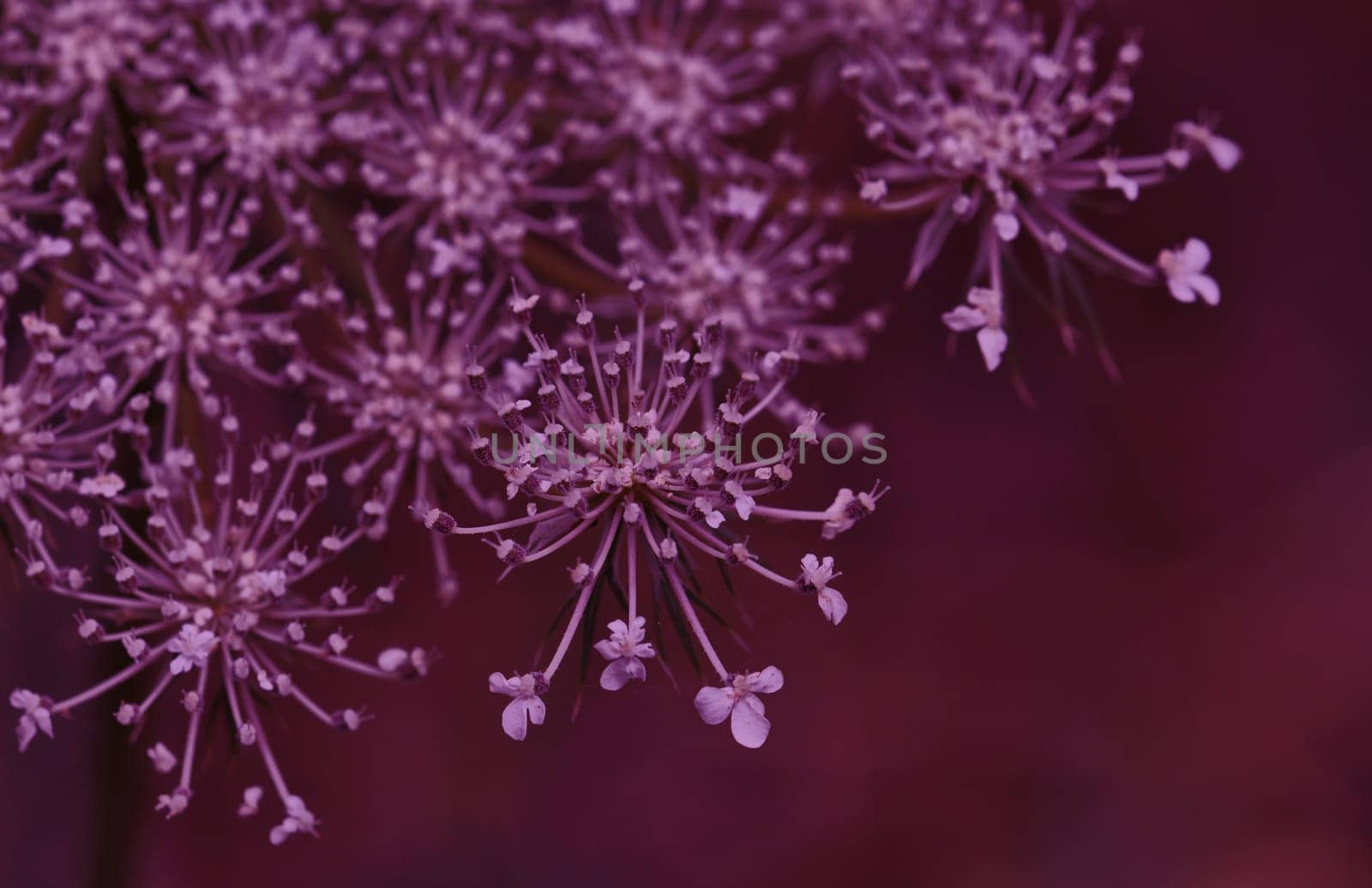 Yarrow flowering plant macro abstract background. Selective focus.