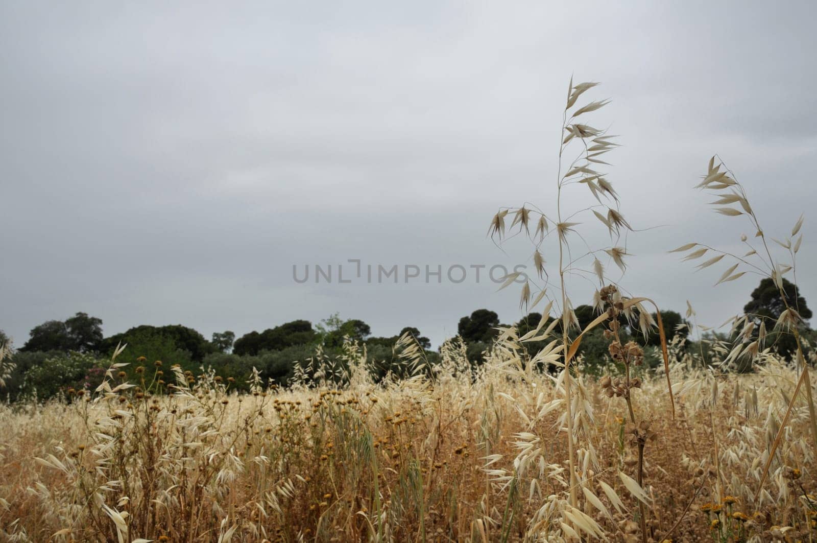 Withered overgrown plants and flowers. Rainy summer day abstract landscape.