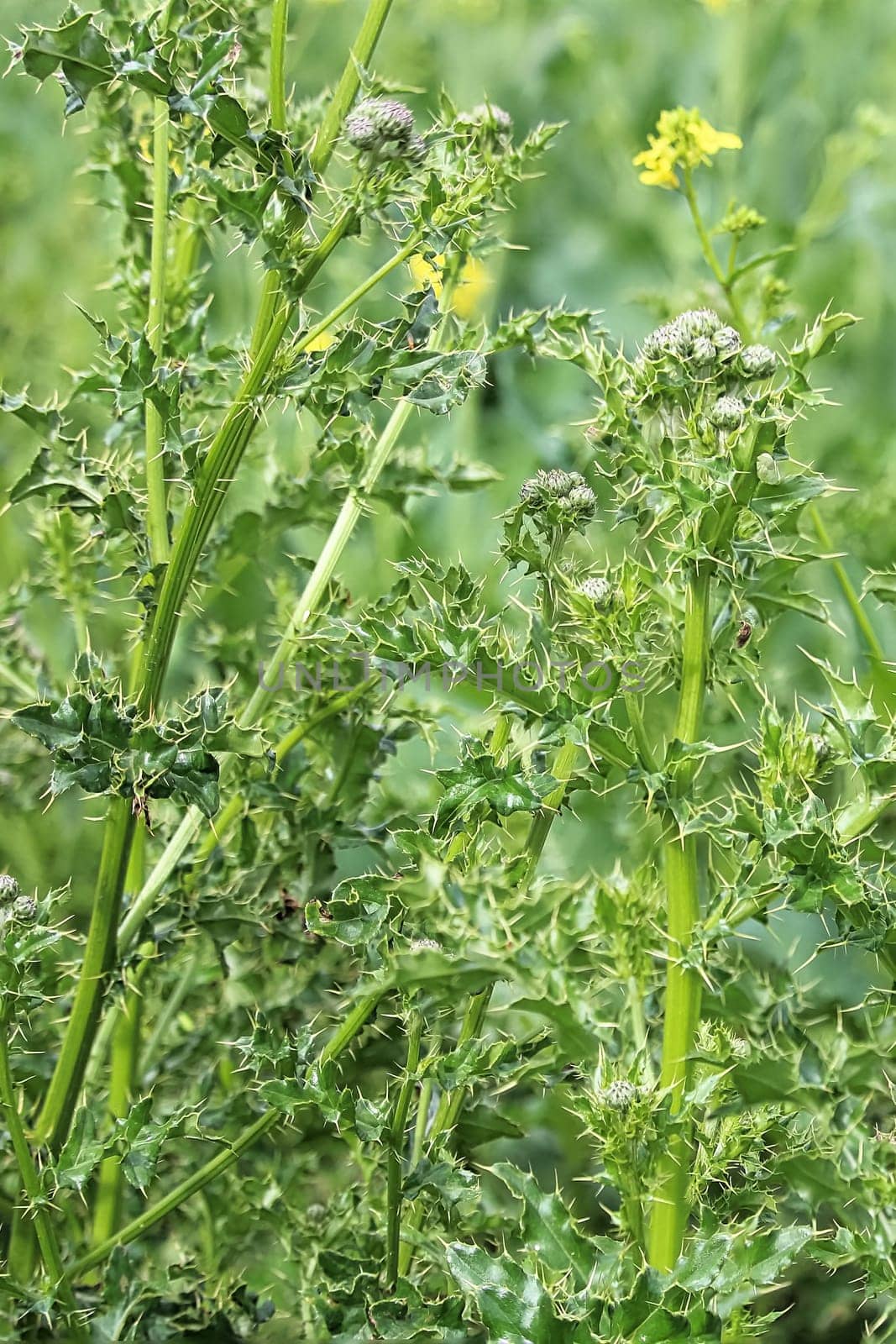 Closeup of the stems and leaves of Canada Thistle.