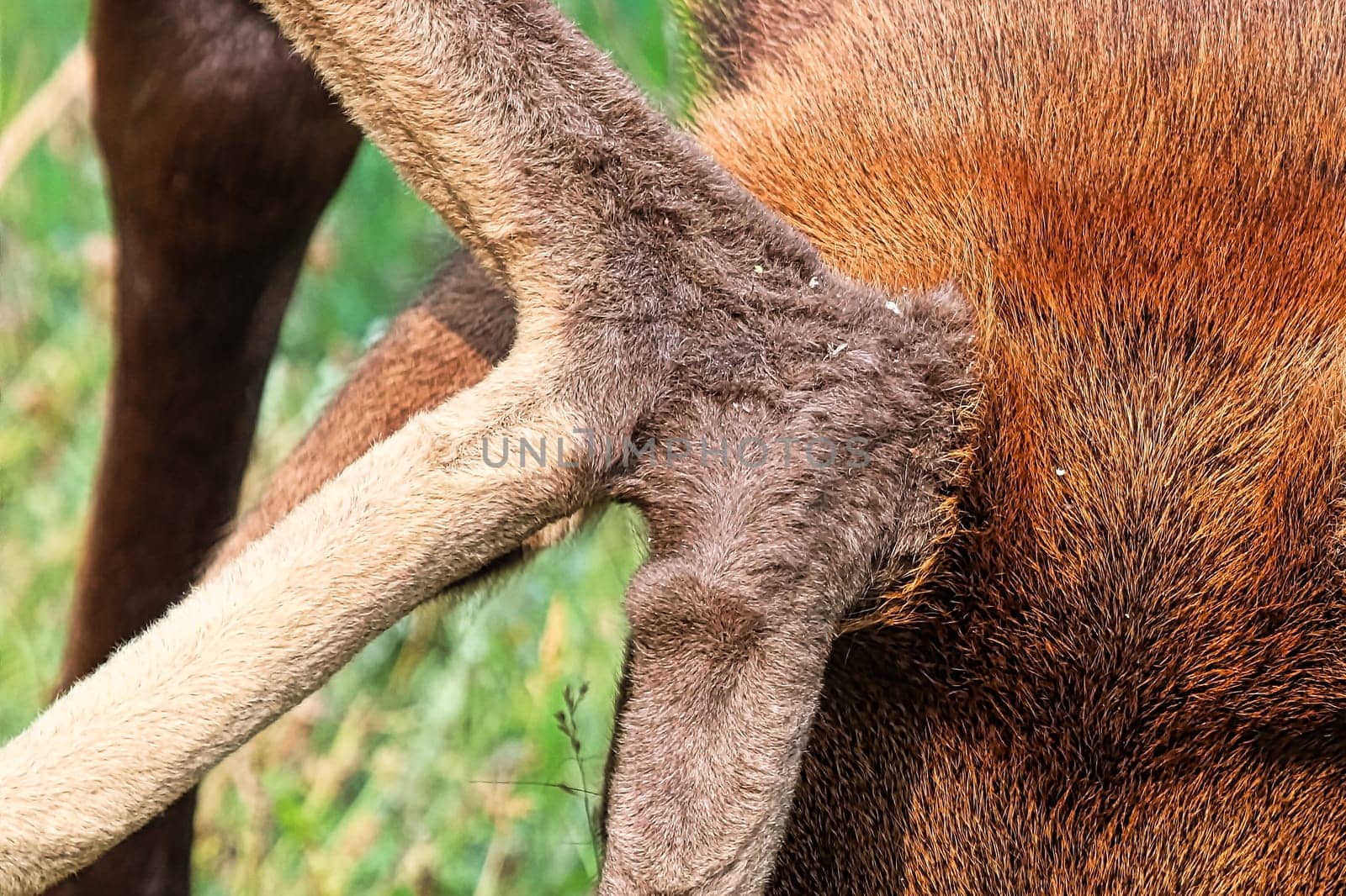 Macro view of elk velvet on antlers.