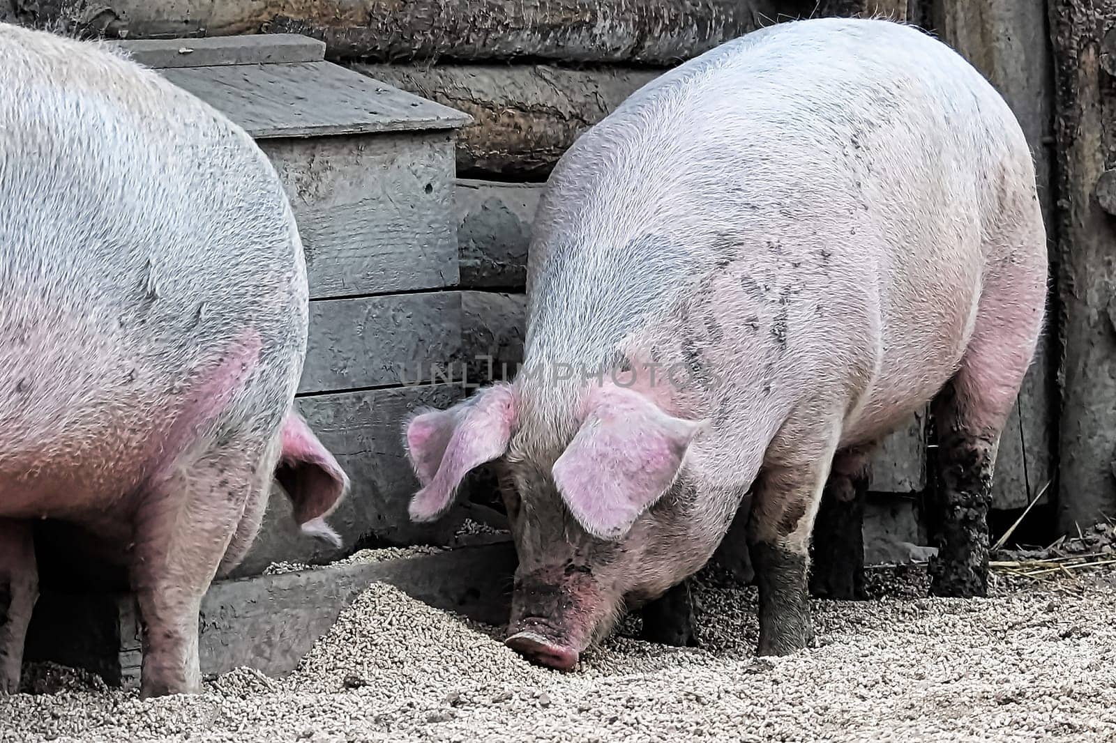 Two pigs eating grain on the ground.