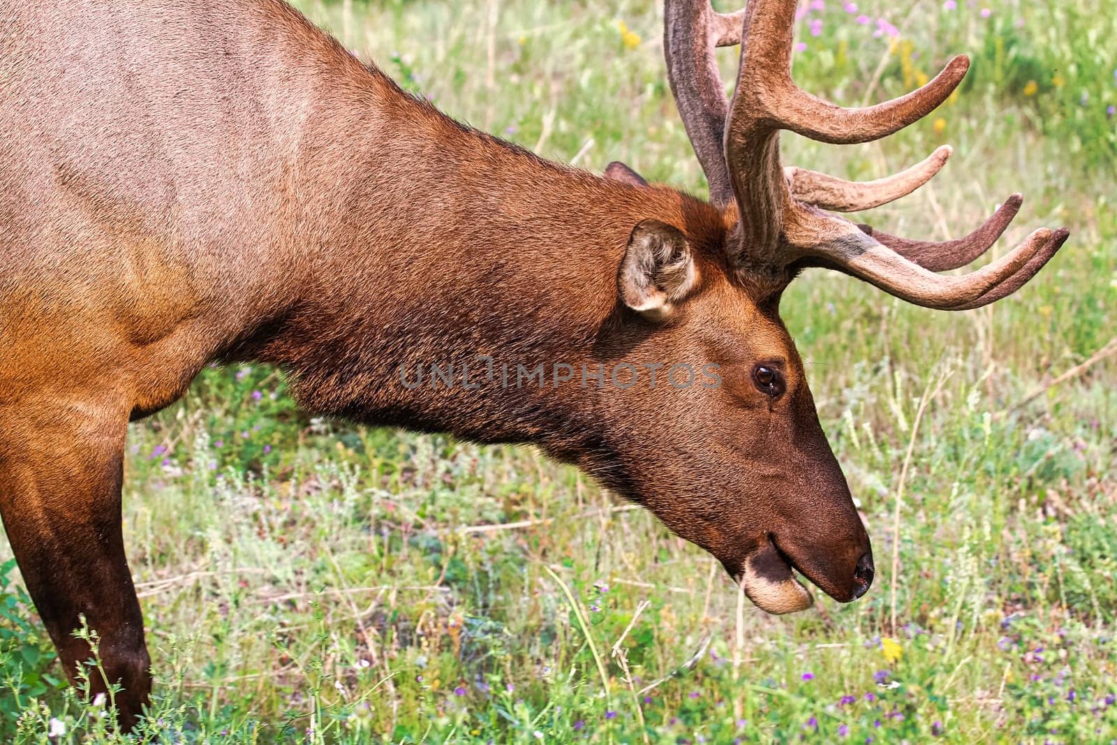 Side view of an elk head and antlers.