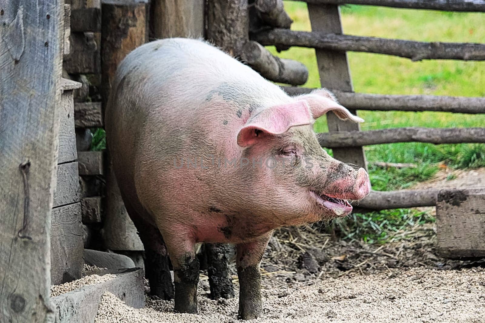 A smiling pig with a wooden fence in the background.