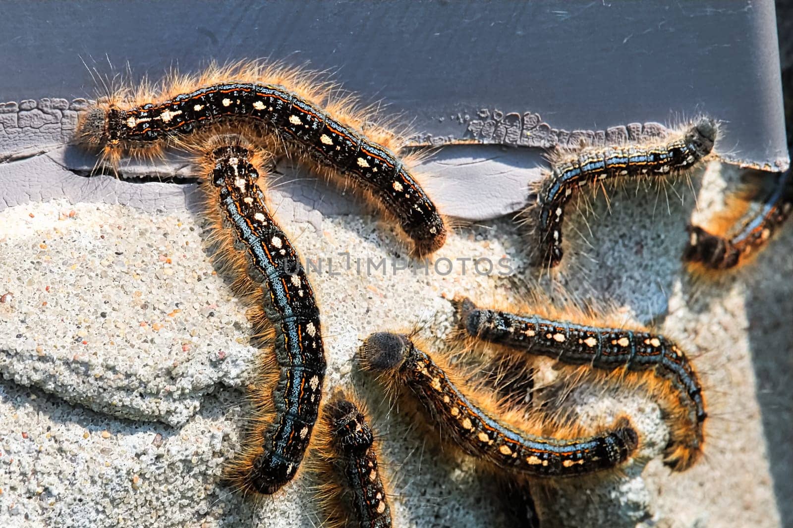 Closeup of forest tent caterpillars crawling over cement.
