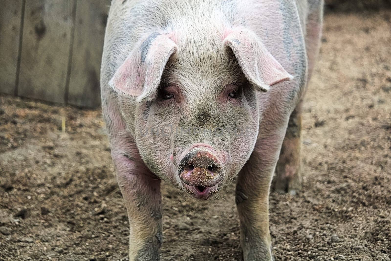 Portrait of a pig looking forward.
