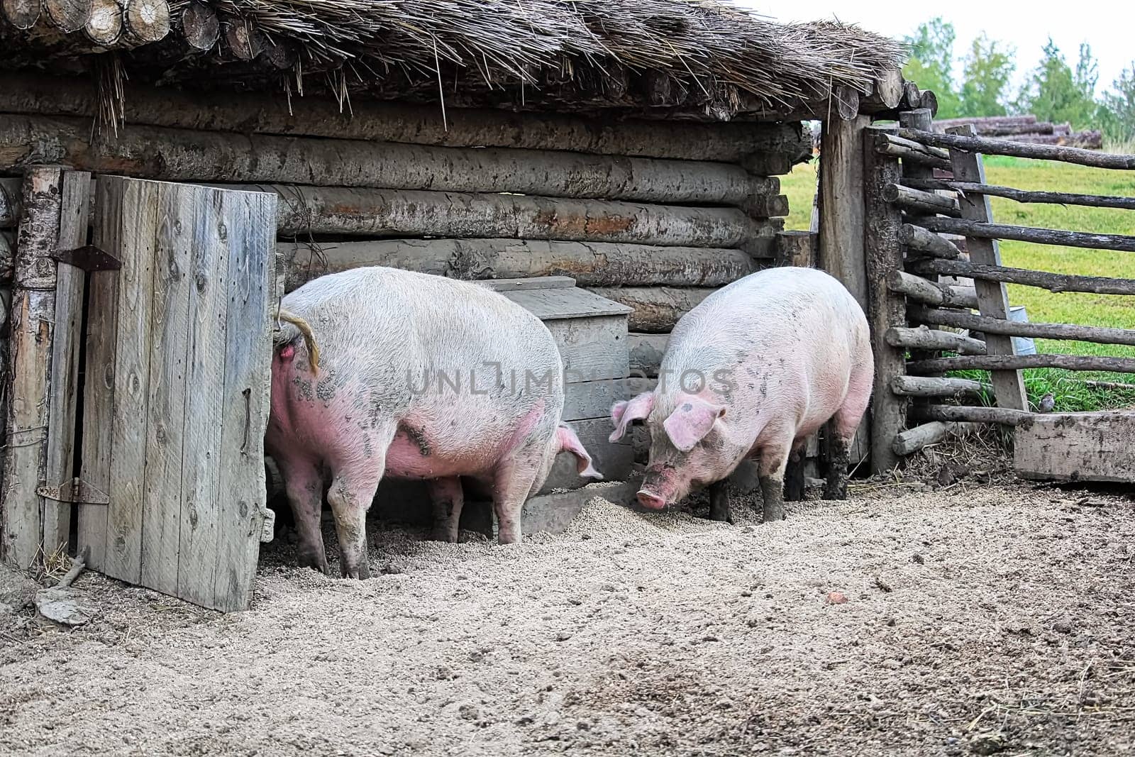 Two pigs outside a rustic barn rooting on the ground.