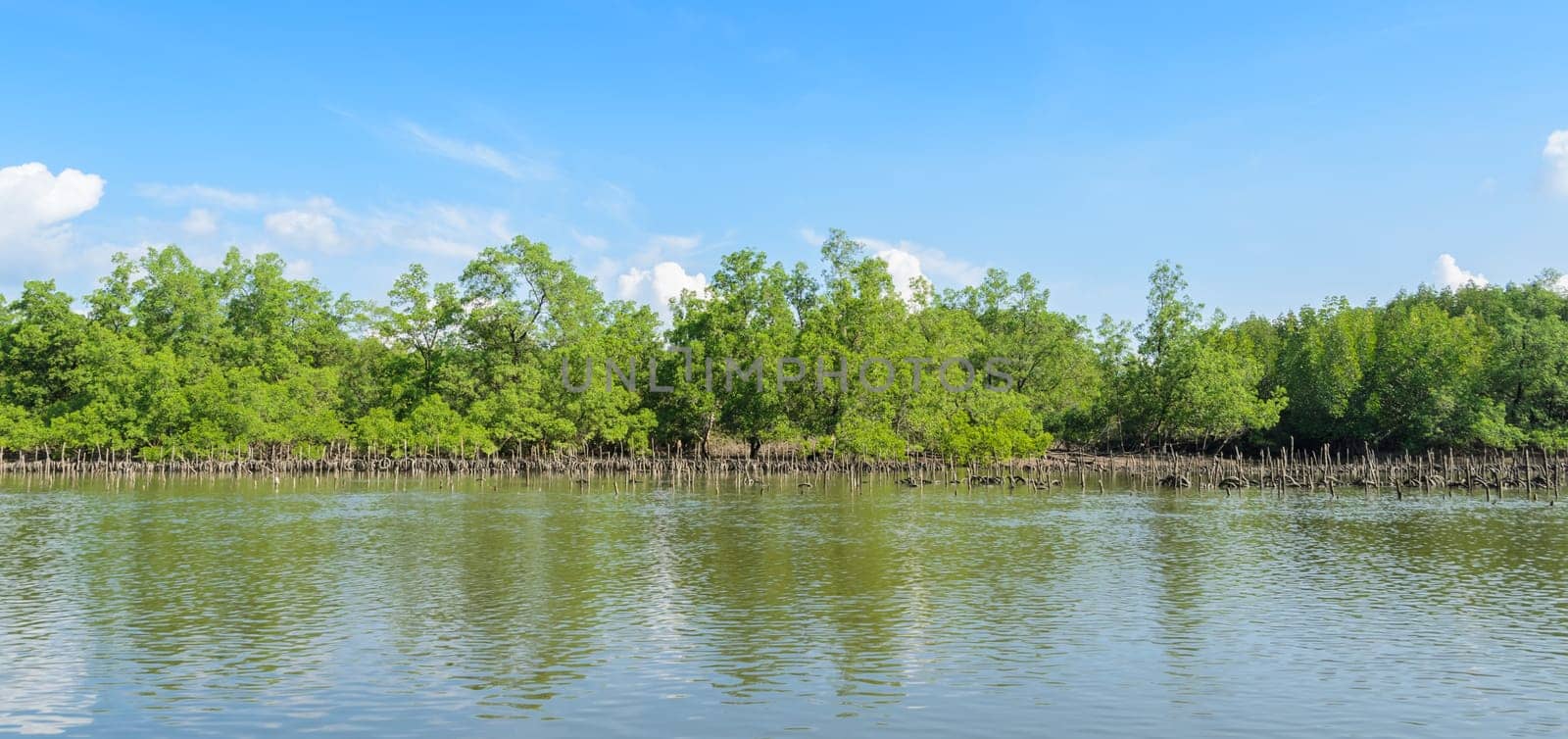 Landscape of tropical mangrove forest and oyster farming in Phang Nga Bay National Park, Thailand. Oyster culture using rubber tyres as cultch.